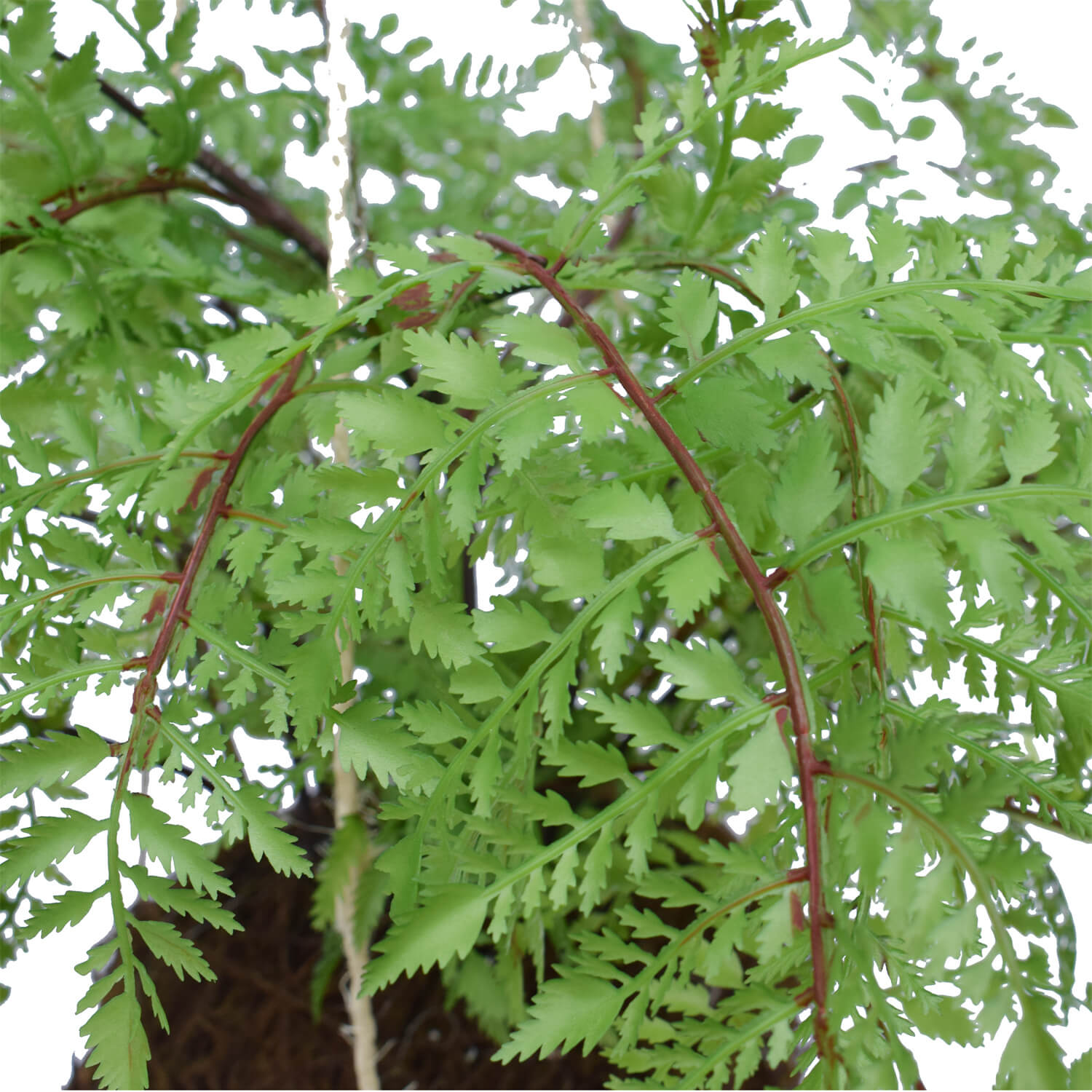 Ultra Luxury Large Lush Tropical Artificial Hanging Fern Ball 21