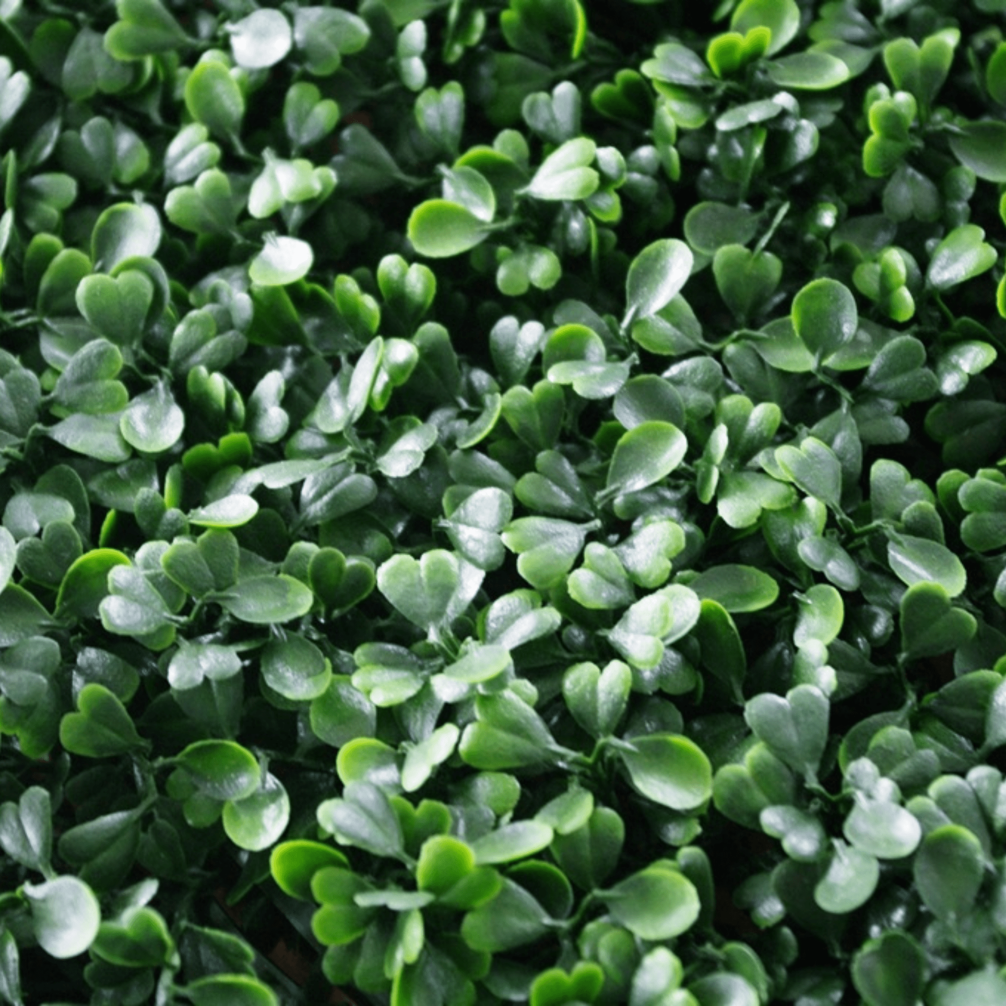 Dark Artificial Boxwood Wall 40