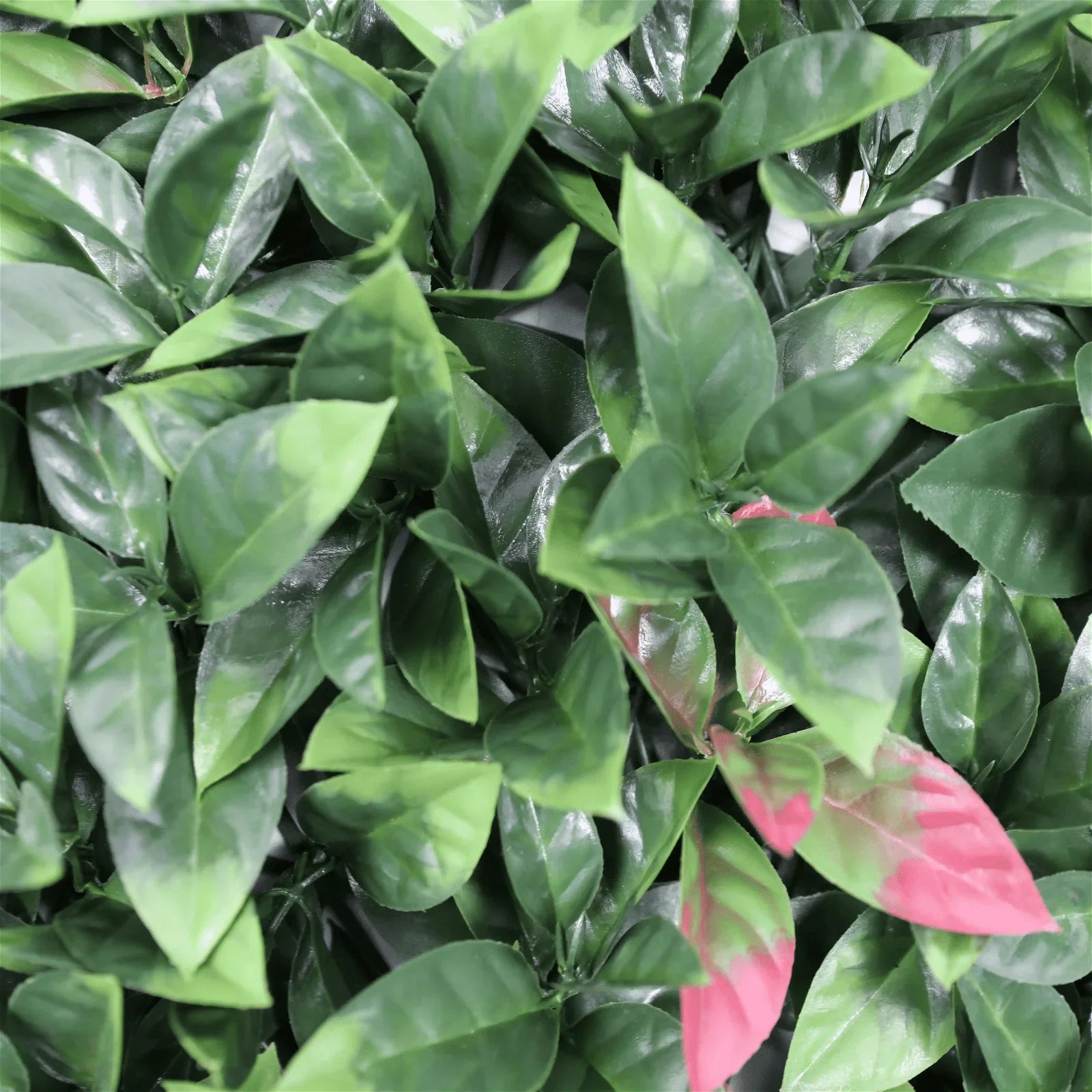 Artificial Photinia Hedge Panel Wall 40