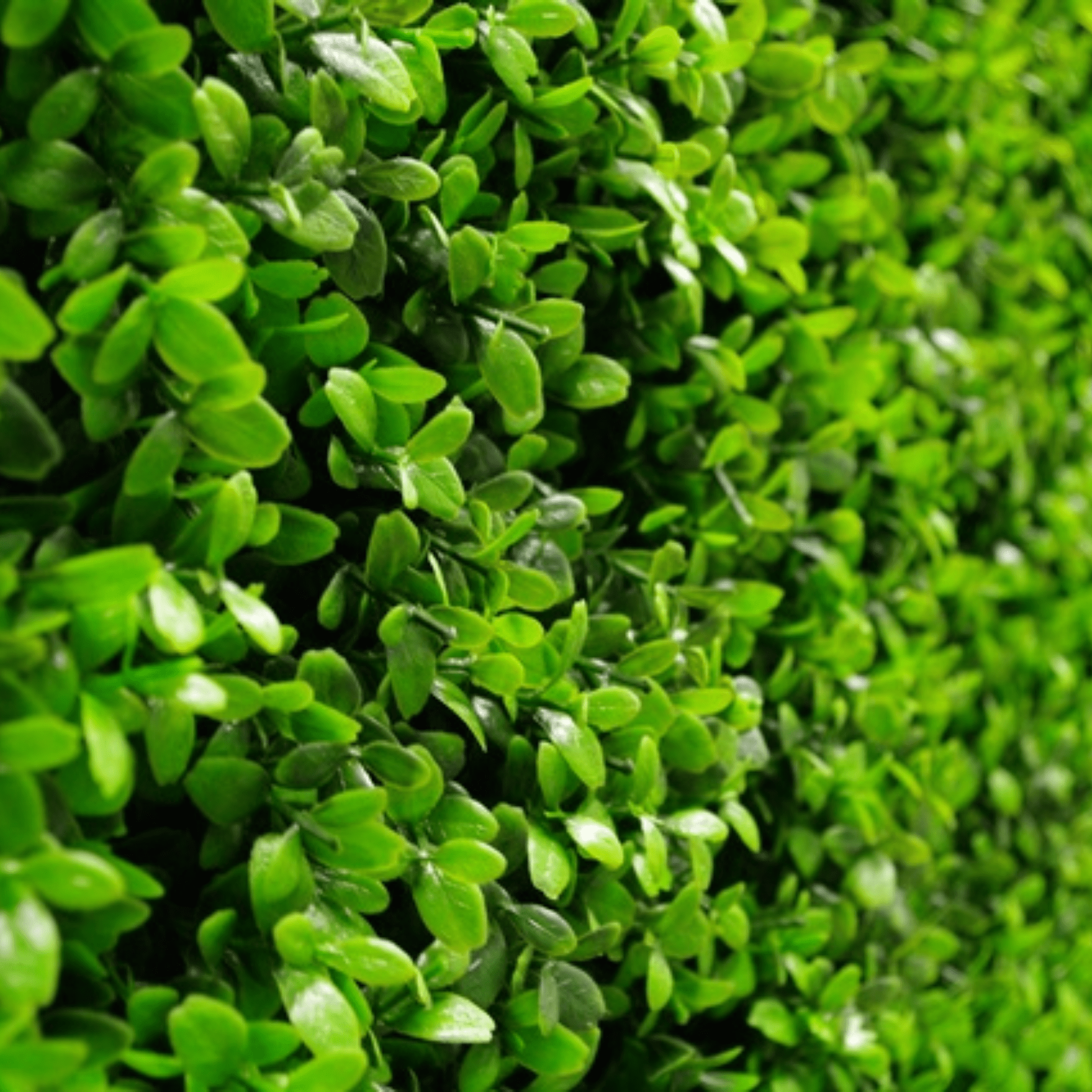 Premium Bright Artificial Boxwood Wall 40