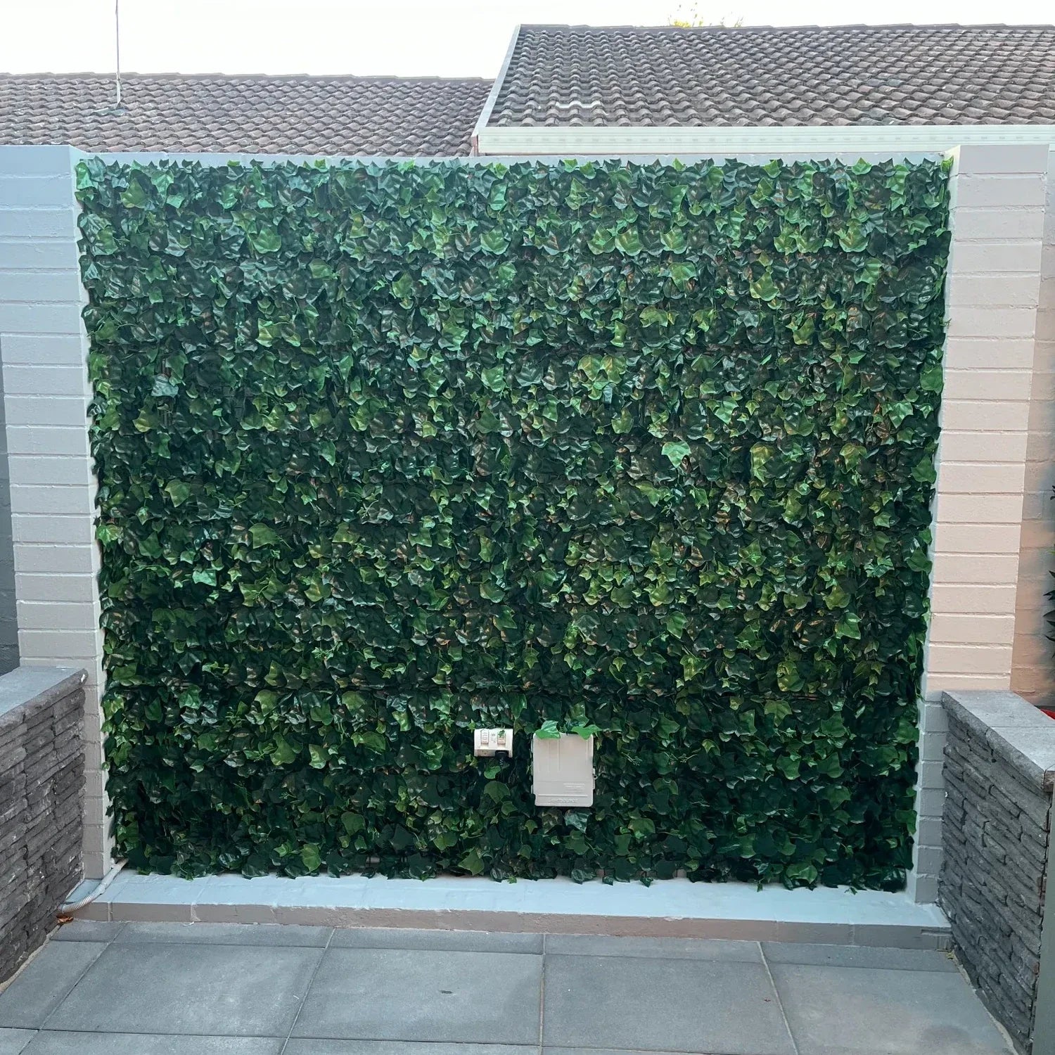 Boston Ivy Green Wall UV Protected - Designer Plants USA